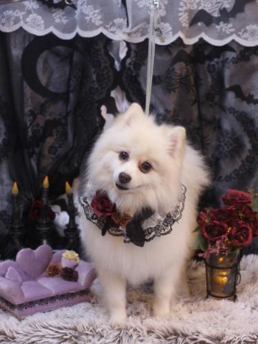 20231027ぽこちゃん